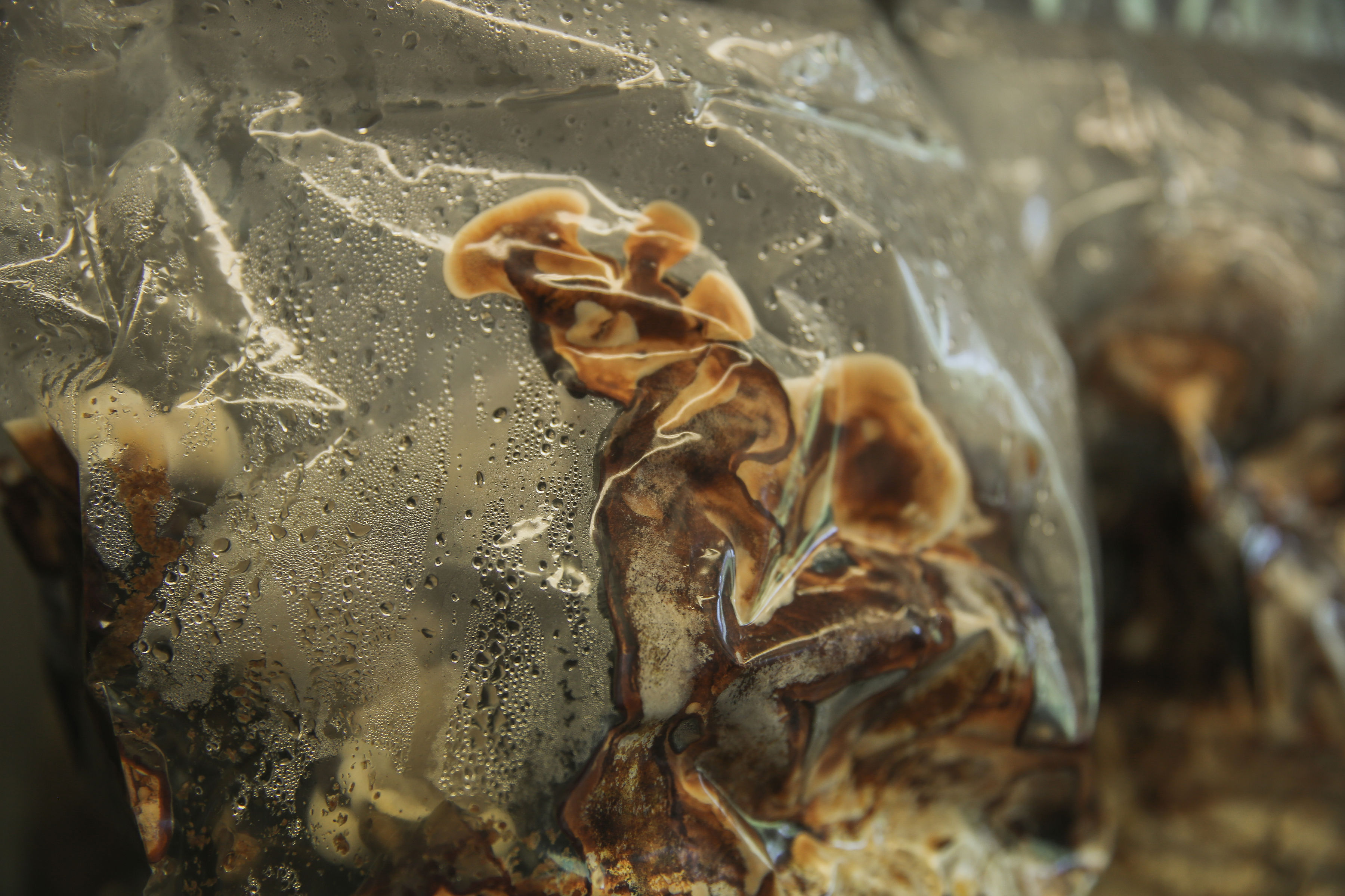 Bild från Svampfabrikens svampodling