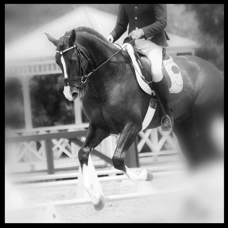 häst som har hoppsadelgjord