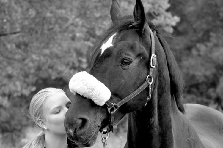 häst som bär grimma