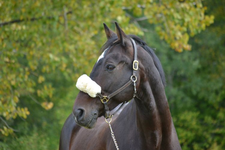 häst med lädergrimma