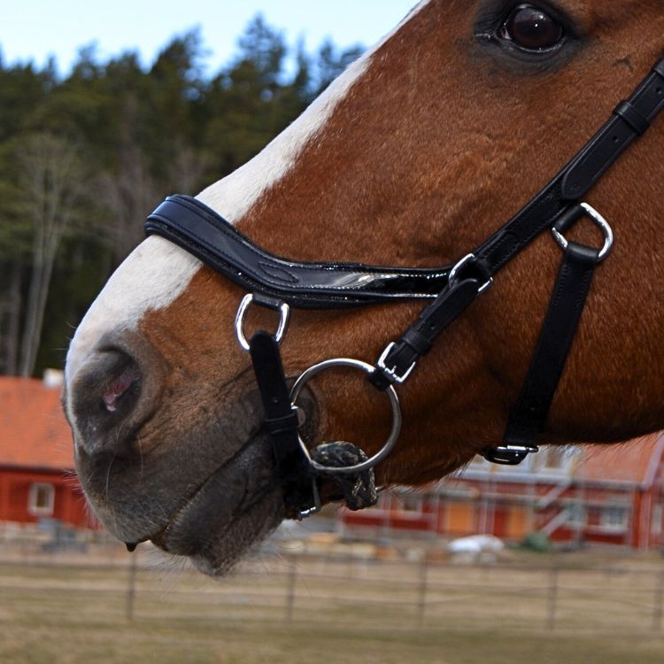 Micklem träns på häst