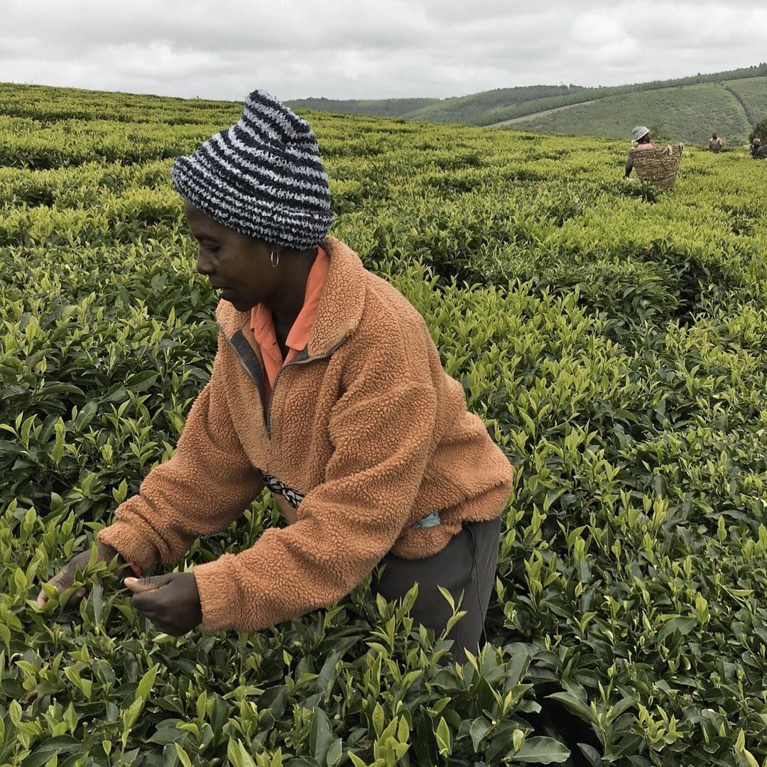 Lutindi-te i Tanzania odlas ekologiskt och plockas för hand. Foto: Fair Handel GMbH. 