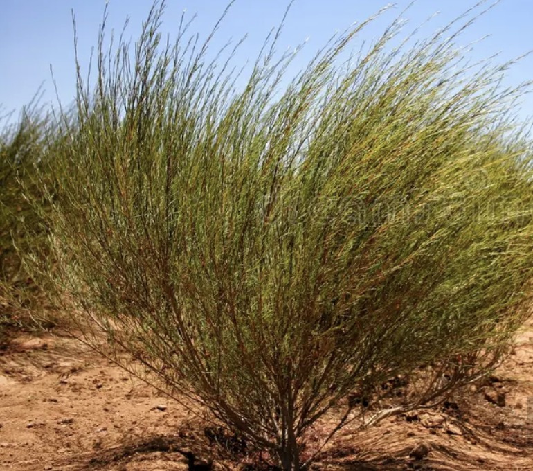 Rooibosbuske, Cerderbergen Sydafrika. 