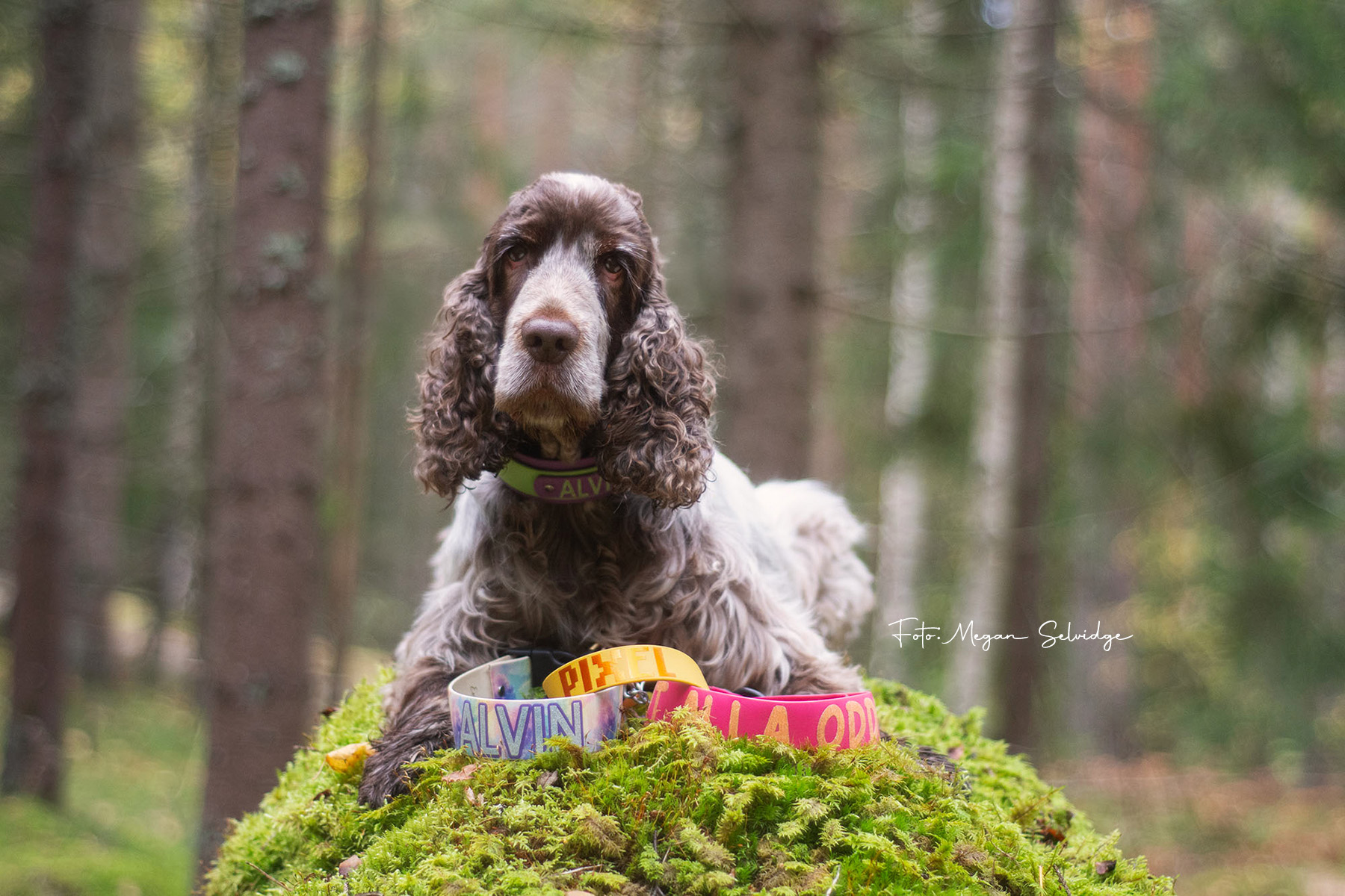 Hund med färgglada halsband