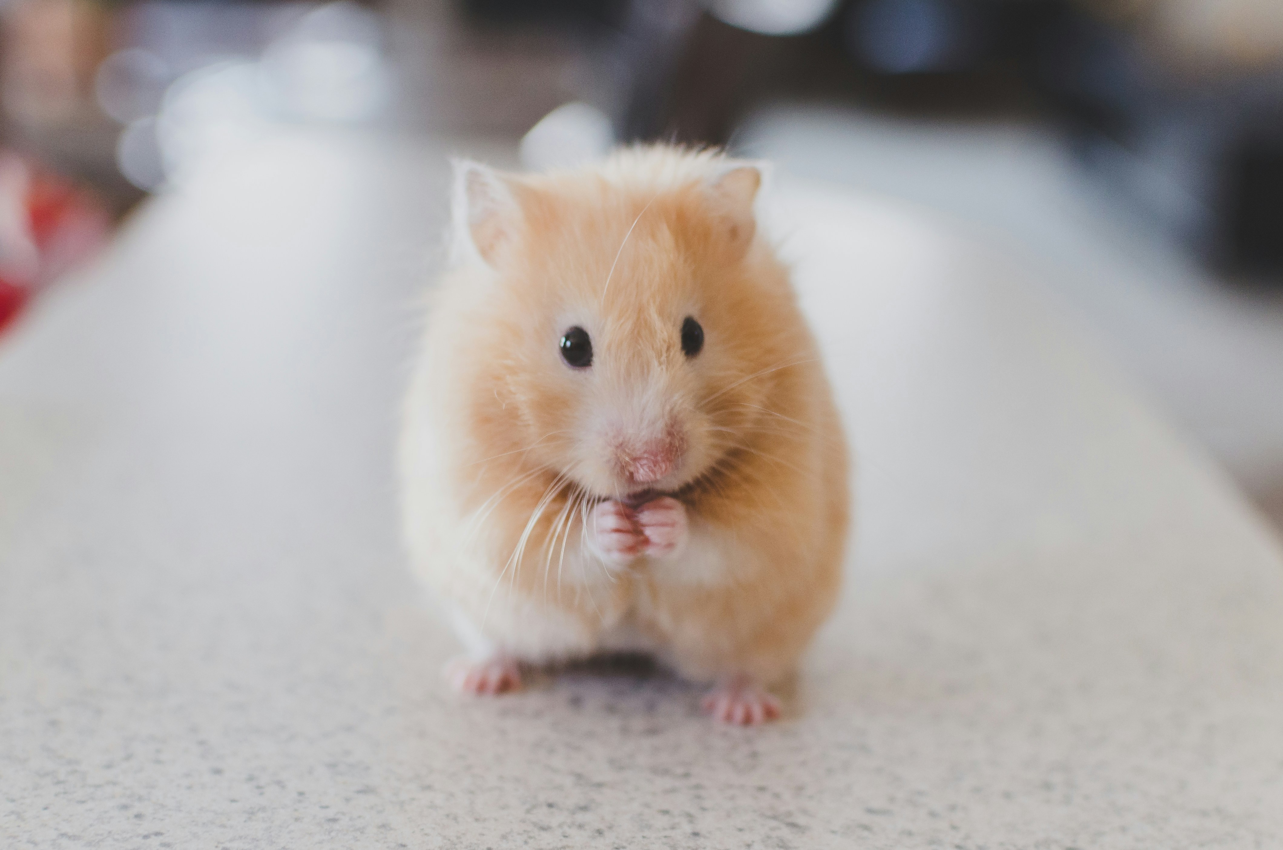 Velkommen til vår hamsterkategori!