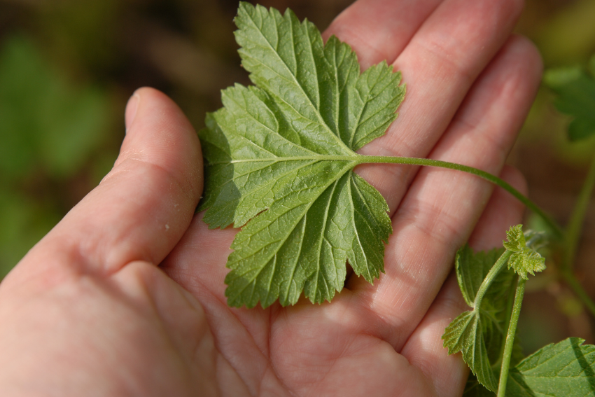 &Ouml;rtkurser med Anita Storm hos Malin i Ratan