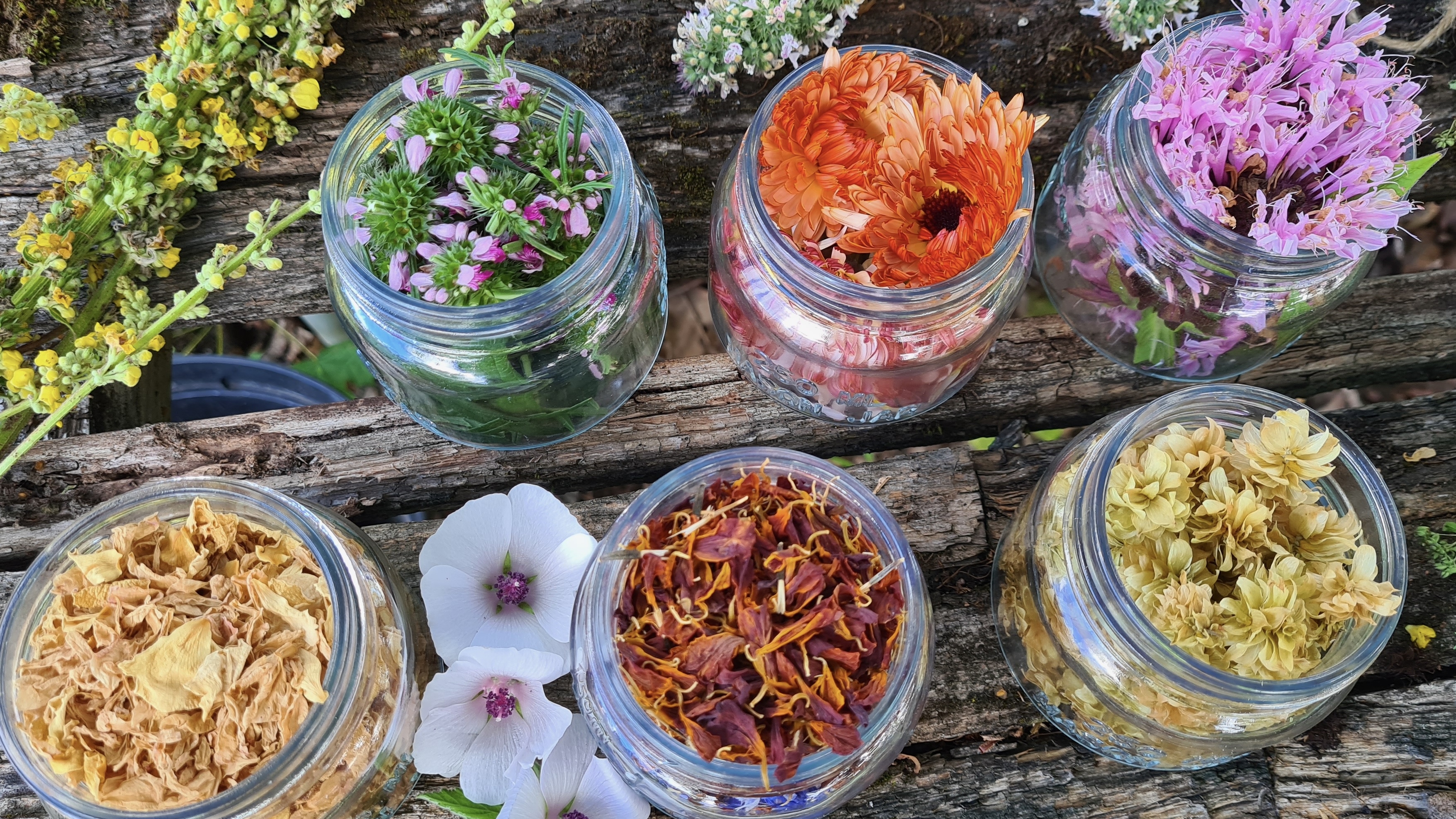 Blommor och örter i glasburkar