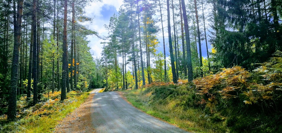 en grusv&auml;g genom skogen p&aring; h&ouml;sten