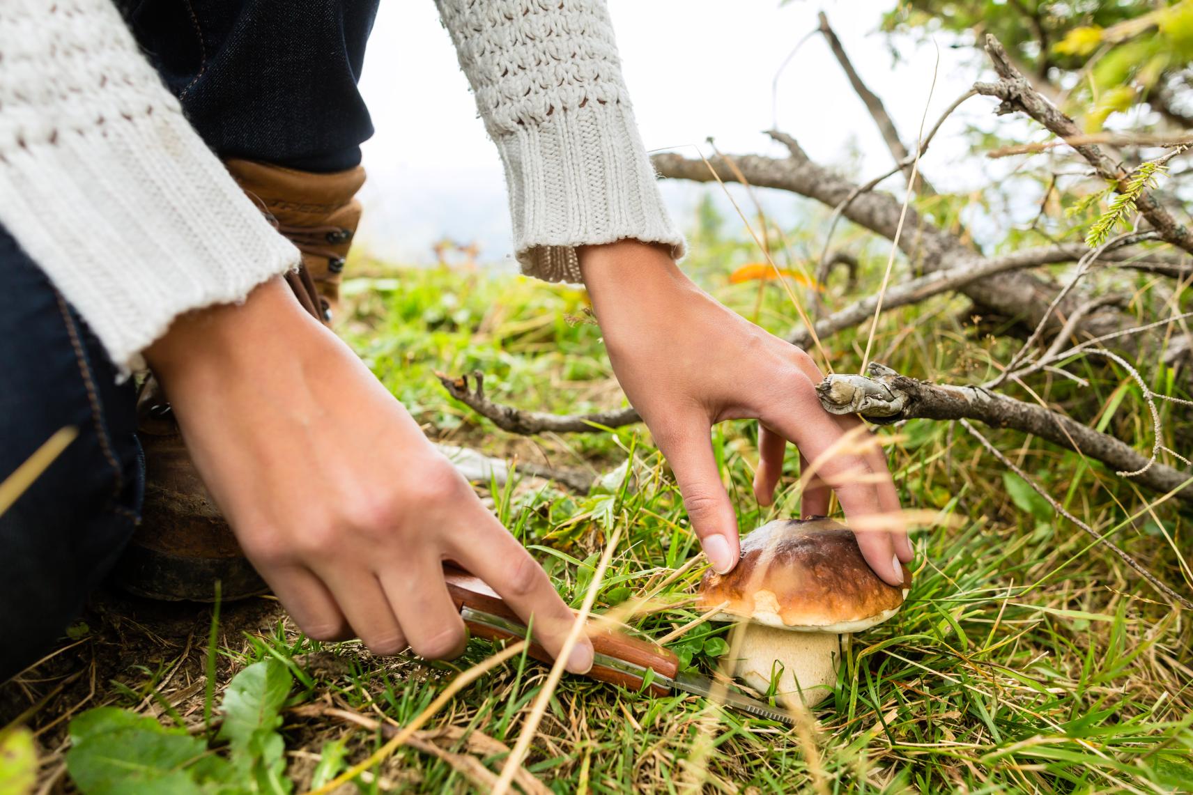 Svampplockare med korg i skogen