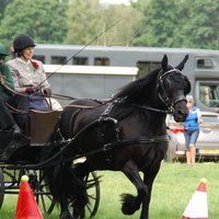 Richard Gilbert lines Charlie from Cobbes Meadow up for the cones