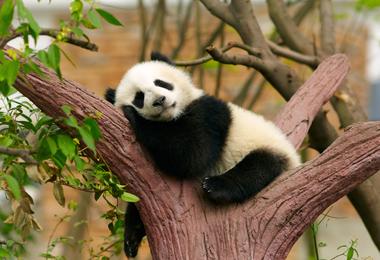 A giant panda relaxes in a tree in Chengdu