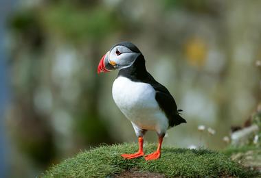 Puffin on a Clifftop, Scilly Isles