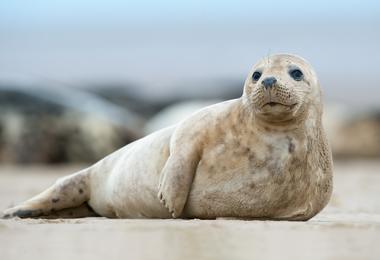 Atlantic Grey Seal Pup
