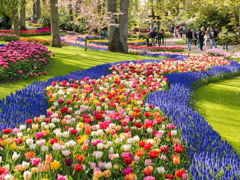 Beautiful flowers in Keukenhof Park Holland