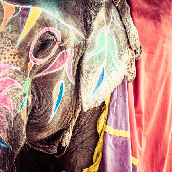 Decorated elephant, India, Jaipur, state of Rajasthan