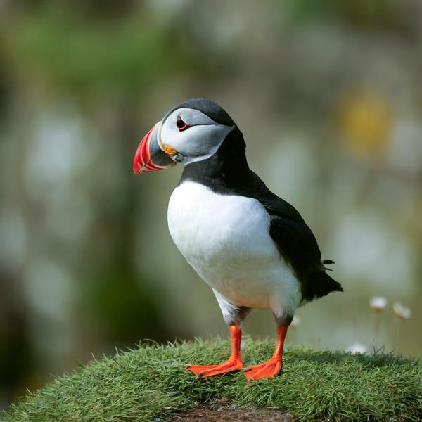 Puffin on a clifftop