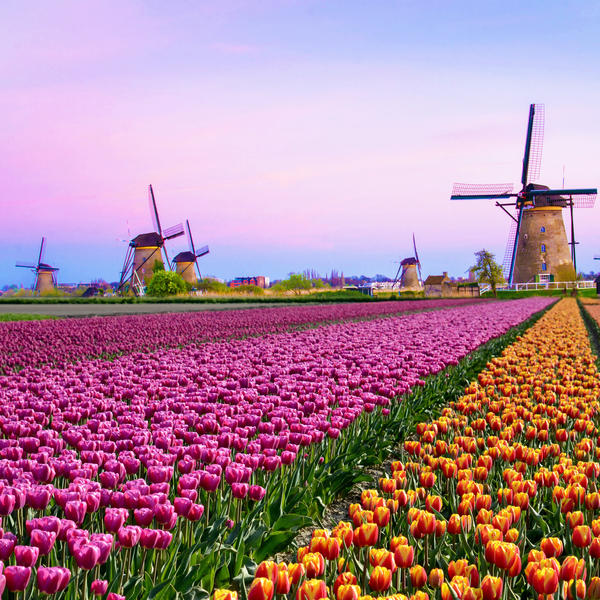 Amsterdam, Kinderdijk & the Dutch Bulbfields river cruise