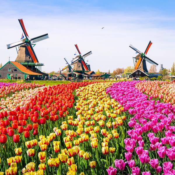 Kinderdijk windmills and flowers