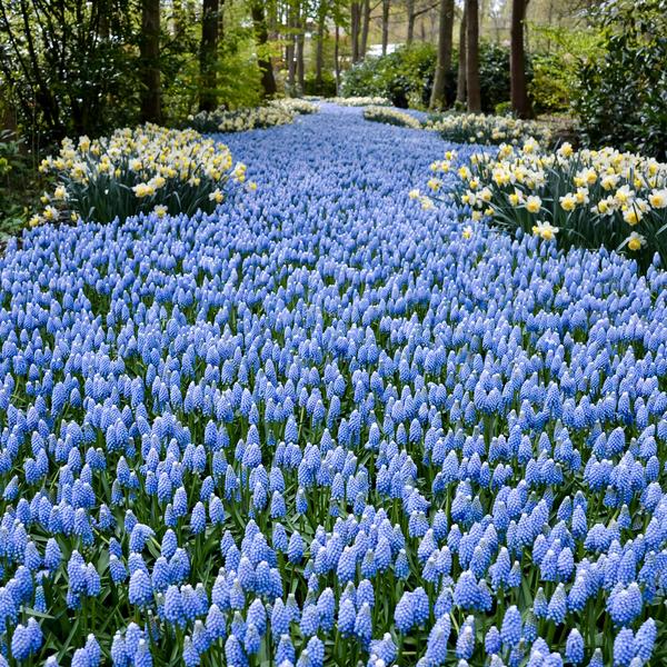 Grape hyacinth in Keukenhof Gardens