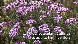 A-biologist-collects-plants-to-preserve-Colombias-floral-memory