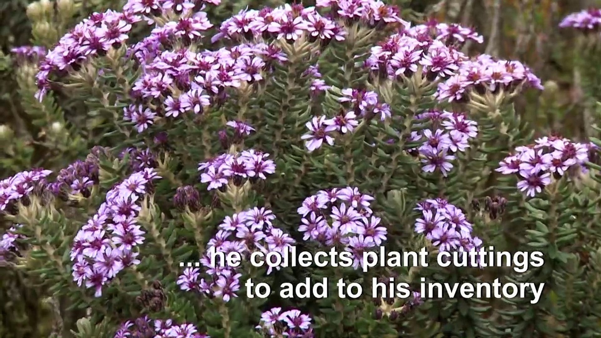 A-biologist-collects-plants-to-preserve-Colombias-floral-memory