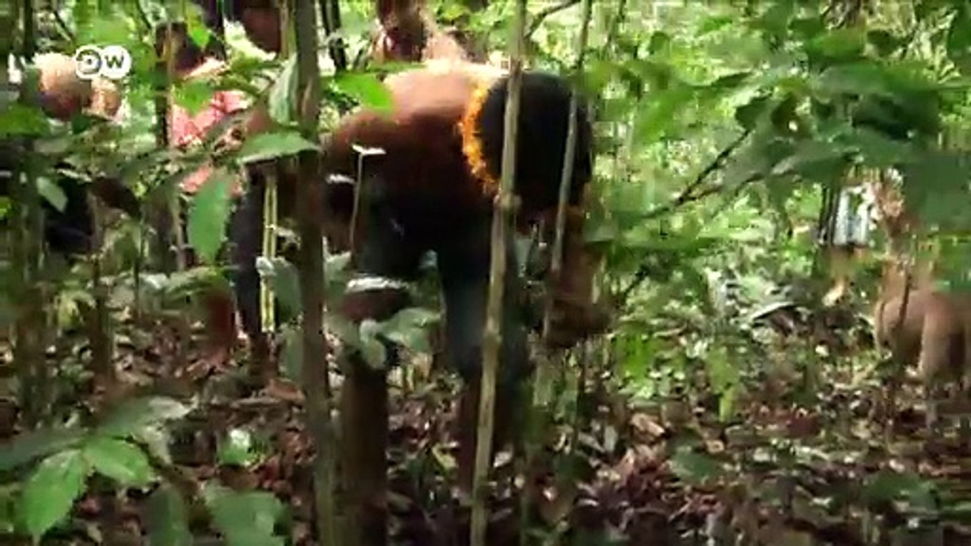 Amazon-deforestation-surges-as-Brazil-fights-coronavirus