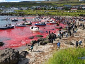 An-enduring-whaling-tradition