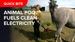 Animal-poo-fuels-clean-electricity_NEWS_-Thumbnail_