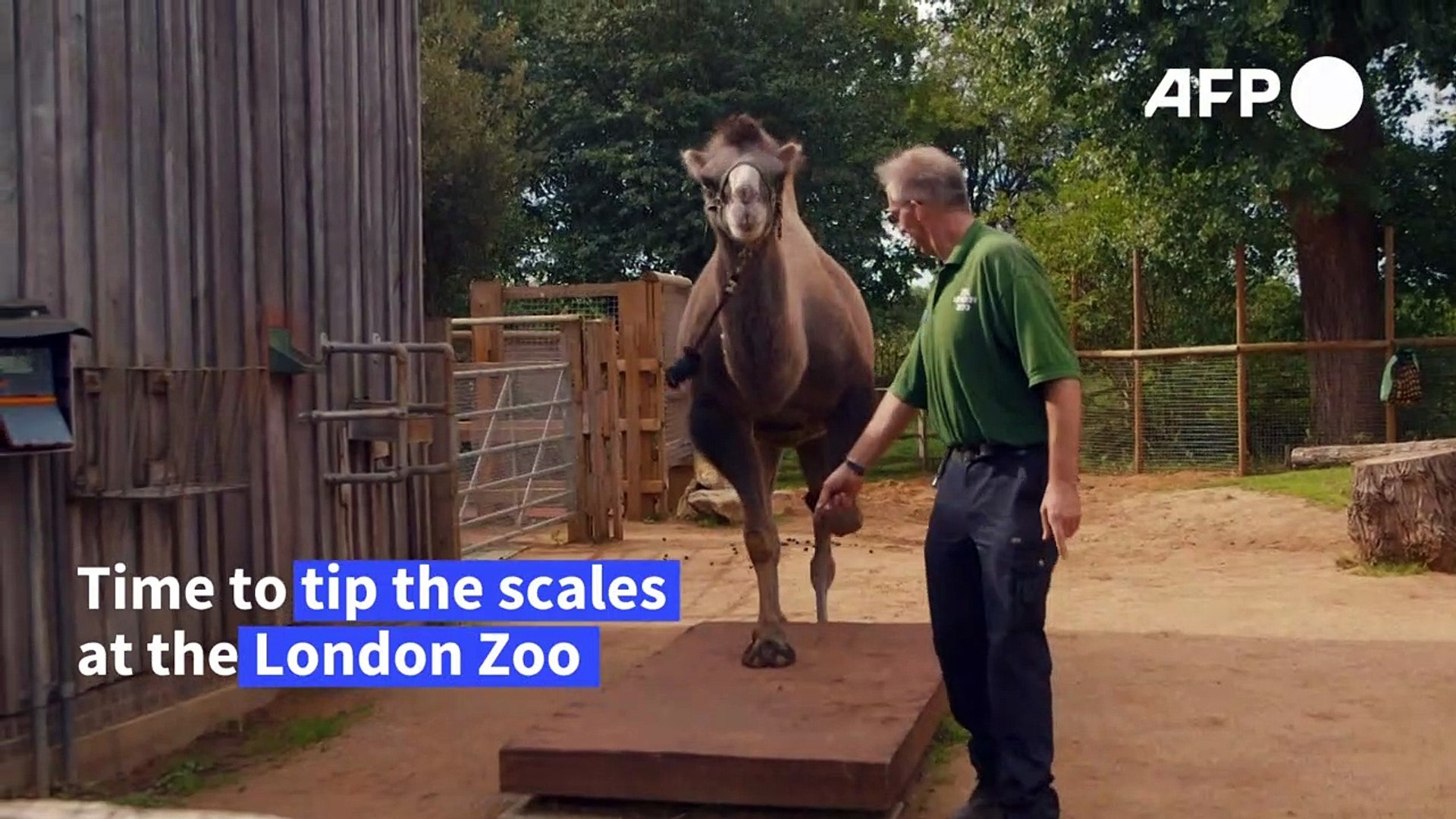 Annual-weigh-in-for-London-zoos-animals