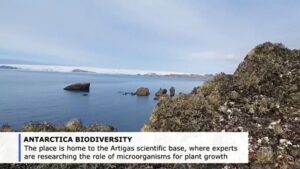 Antarctic-vegetation-survives-under-the-ice