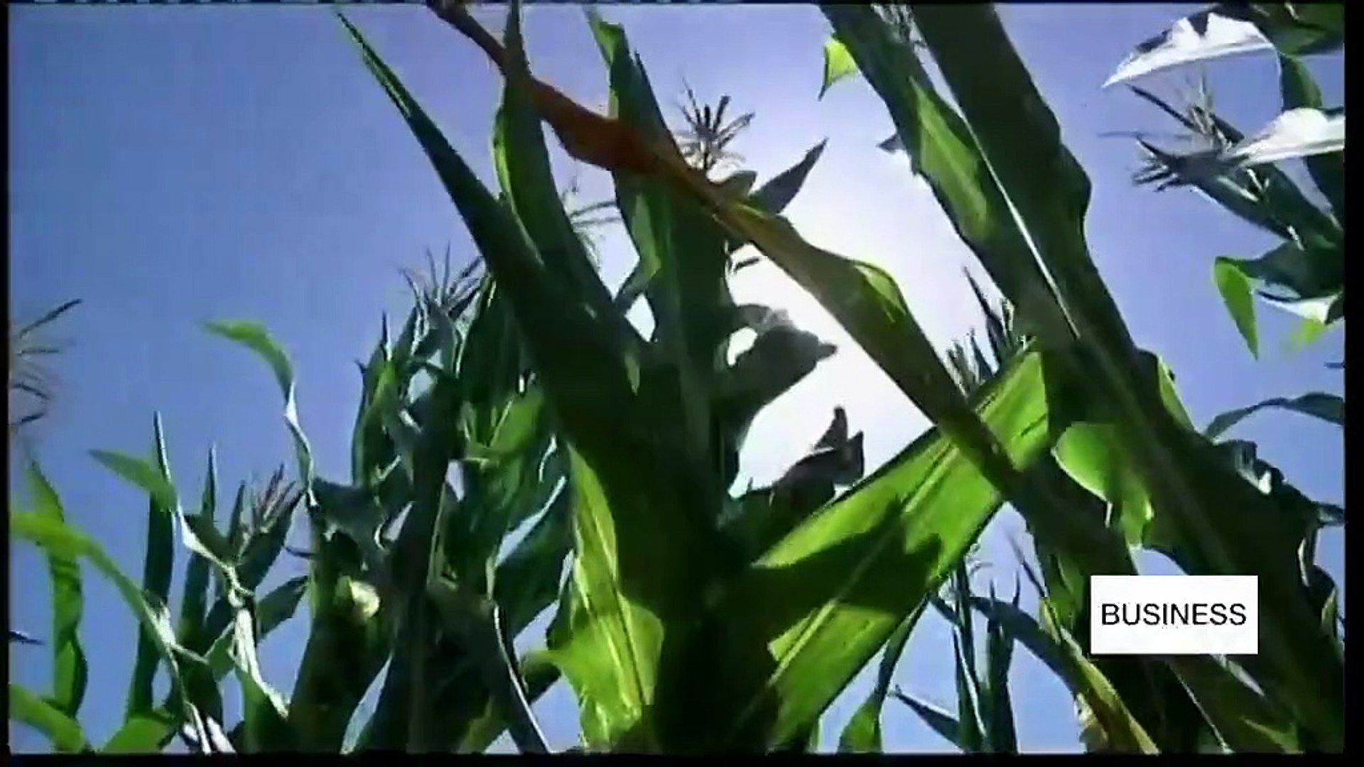 Argentina-becomes-first-country-to-approve-GM-wheat