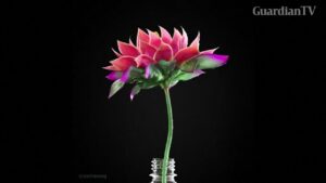 Artist-creates-3D-animation-with-an-environmental-message