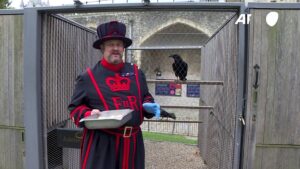 Bad-omen-for-UK-as-Tower-of-London-raven-missing-feared-dead