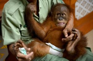 Balis-drugged-smuggled-orangutan-headed-back-to-the-wild