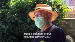 Belgrade-zoo-marks-83-years-with-Muja-worlds-oldest-captive-alligator