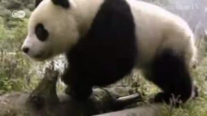 Berlin-Zoo-says-panda-Meng-Meng-is-pregnant