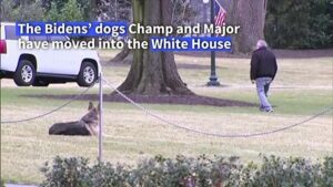 Bidens-dogs-mark-a-return-to-the-tradition-of-presidential-pets