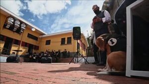 Bogota-orchestra-performs-concert-for-dogs