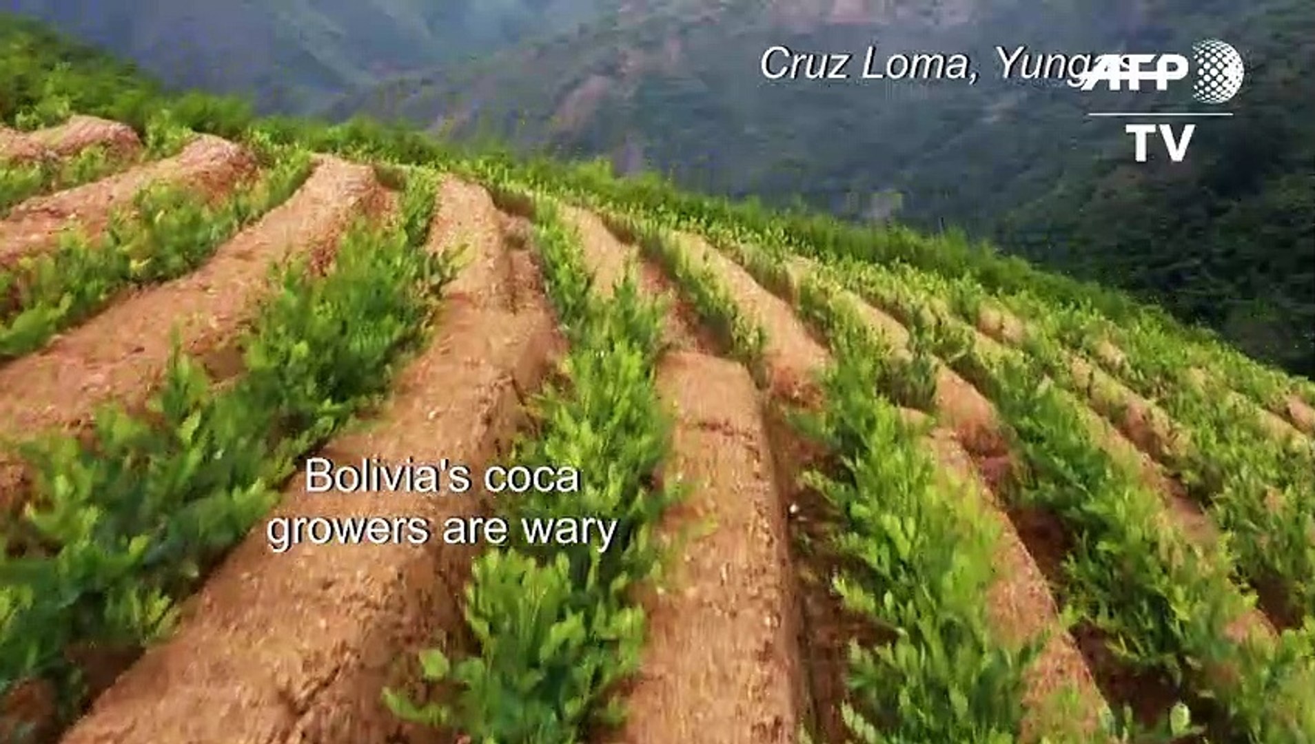 Bolivian-coca-farmers-warn-against-lowering-coca-prices