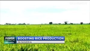 Boosting-rice-production-in-Nigeria
