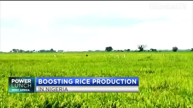 Boosting-rice-production-in-Nigeria