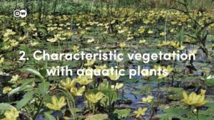 Brazils-next-fire-disaster-in-the-Pantanal-wetlands