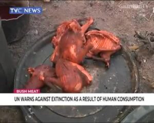 Bushmeat