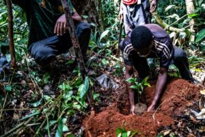 Cameroon-and-Taylor-Guitars-team-up-to-replant-ebony-trees