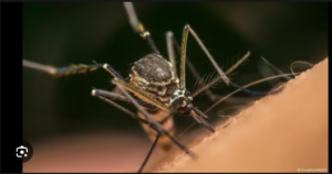 Cameroon-first-to-roll-out-malaria-vaccine