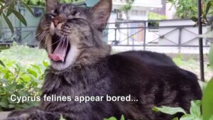 Cats-of-Cyprus-bored-during-coronavirus-lockdown