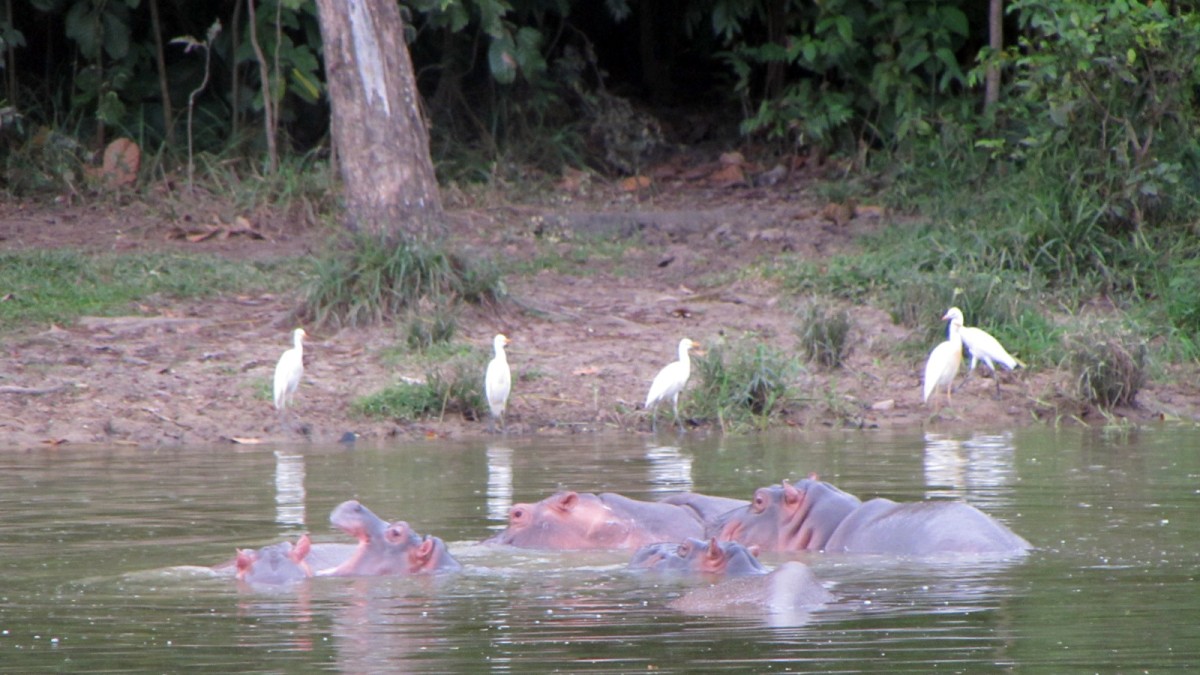 Chasing-Colombias-cocaine-hippos