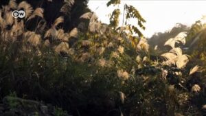 China-investigates-SARS-like-virus-as-dozens-struck-by-pneumonia