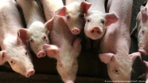 China-offers-olive-branch-on-US-pork-and-soy-imports