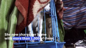 Chinas-animal-rescuer-houses-over-a-thousand-dogs